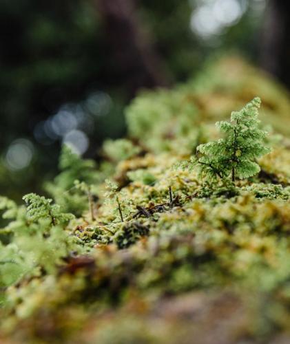 Proyecto Bosque Rio Llico, Puerto Varas