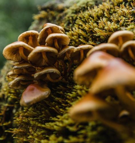 Proyecto Bosque Rio Llico, Puerto Varas