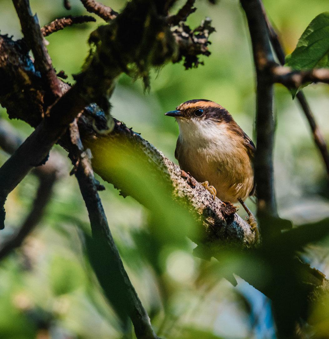 Proyecto Bosque Rio Llico, Puerto Varas