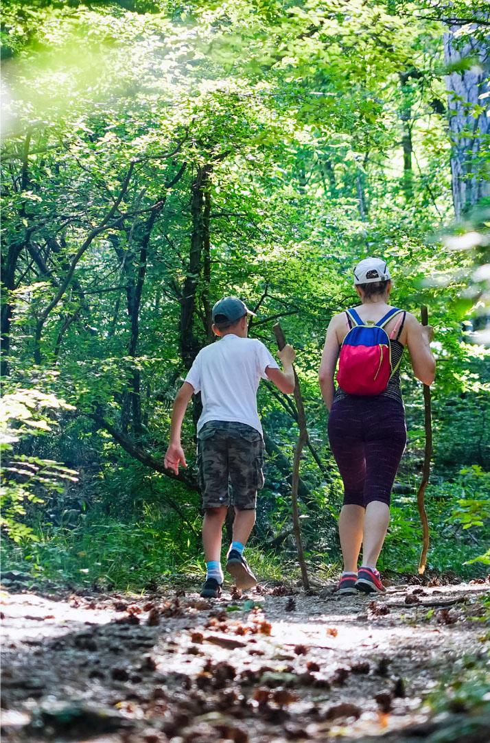 Proyecto Bosque Rio Llico, Puerto Varas