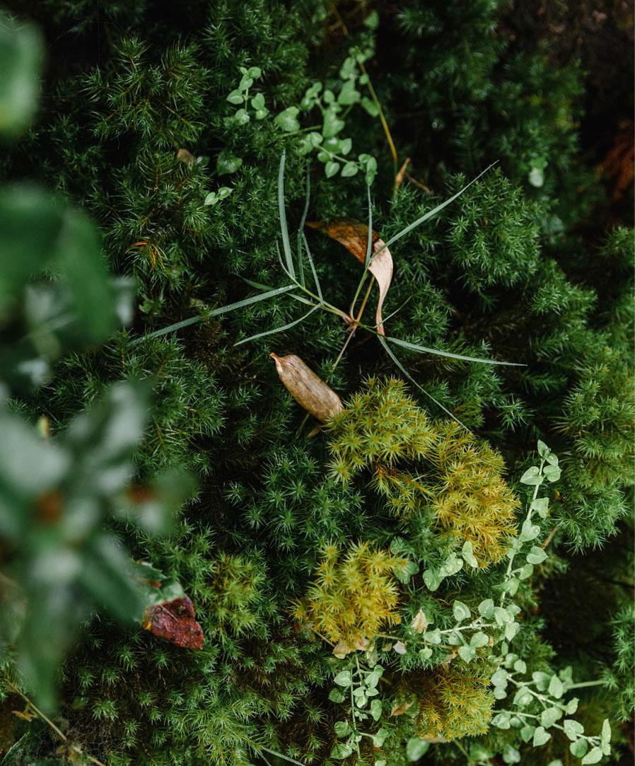 Proyecto Bosque Rio Llico, Puerto Varas
